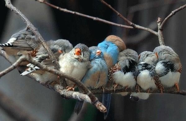 Птицы, которые создают зимнее настроение