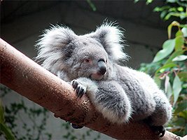 Koalaу