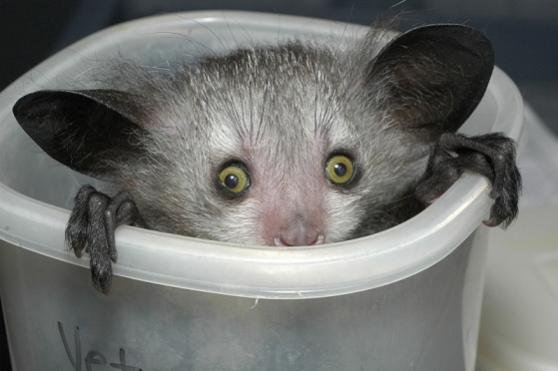 Picture of a real alien or Baby Opossum 01
