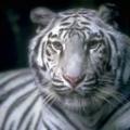 White Tigra