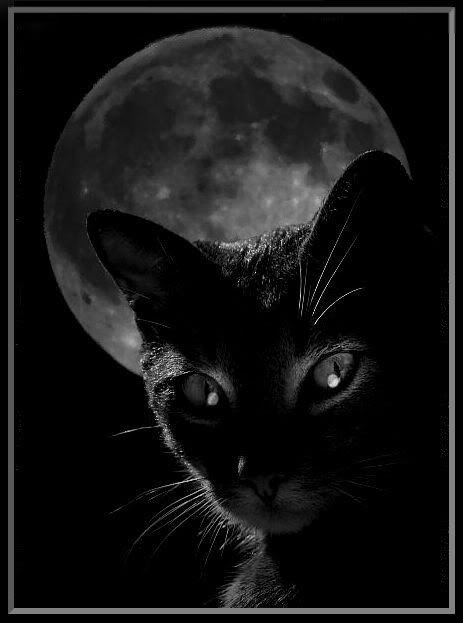 Магия черных кошек