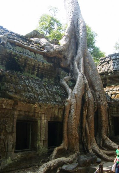 Ta Prohm 
Здесь снимали Лару Крофт