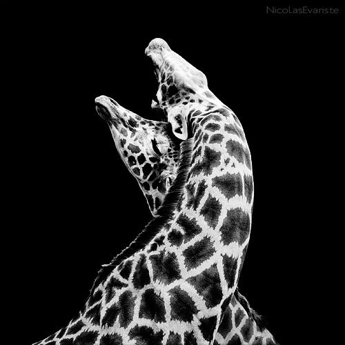 Nicolas Evariste. 
 
Послушай: далёко, далёко, на озере Чад
Изысканный бродит жираф. (с)