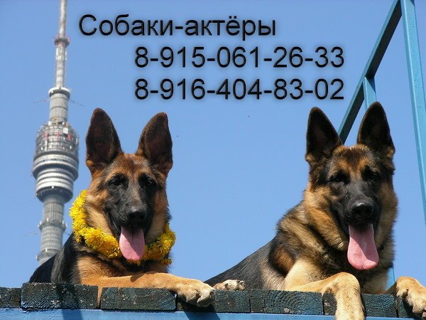 Животные  для  съемок в  кино  8-916-404-83-02
сайт  http://kino-animals.jimdo.com/