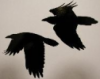 Hugin and Munin