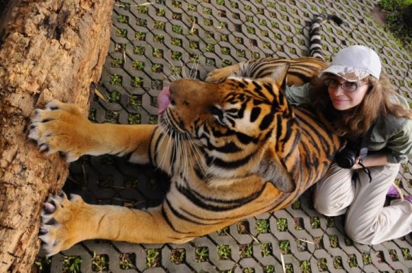 Королевство Тигров, Чиангмай, Северный Таиланд.
Это молодой, хорошо воспитанный тигр. Точит когти, балуется - хорошо, что я ему не кажусь вкусной.