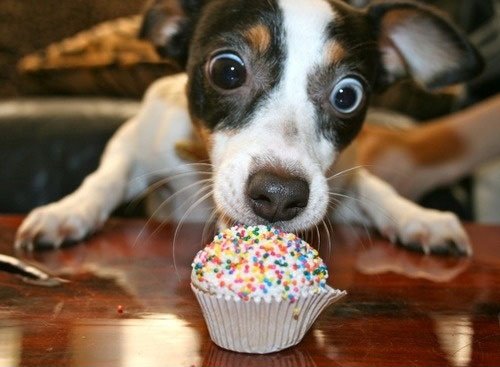 funny dog big eyes cupcake