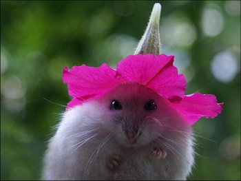 hamster flowers 13