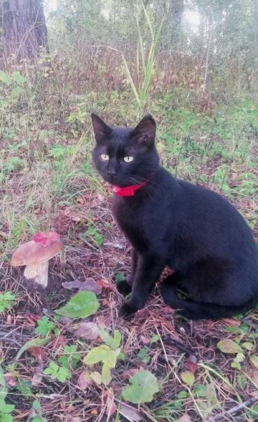 Мы с Черным Котом нашли грибы в роще возле дома! Черному Коту 5 лет.
