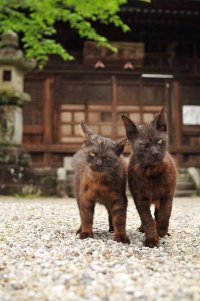 Японские коты. Найдено в одном из блогов про Японию.
Я вообще то к кошкам немного равнодушно, у меня попугай живёт, но эти ситские коты просто покорили моё сердце.