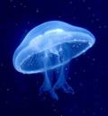 Jellyfishka
