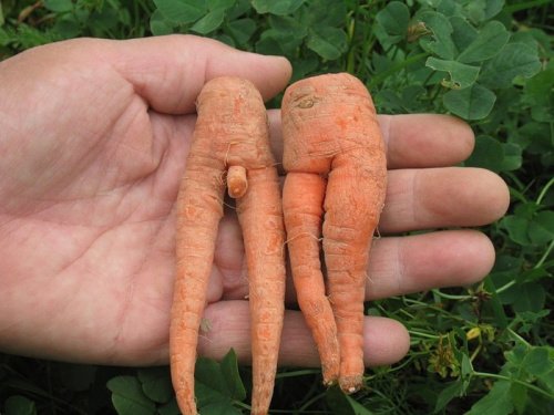 Would you like some carrot