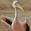 pelecanus