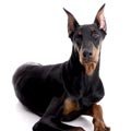 Doberman87