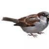 Sparrow1